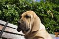 Fila Brasileiro